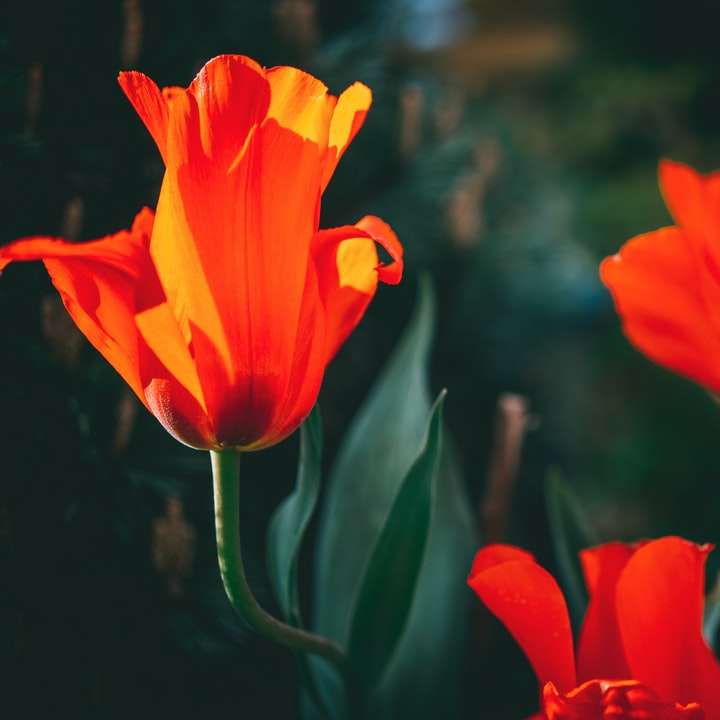 πορτοκαλί λουλούδι σε tilt shift φακό συρόμενο παζλ online