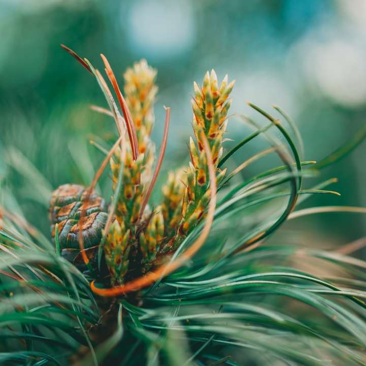 groene en bruine plant in close-up fotografie online puzzel