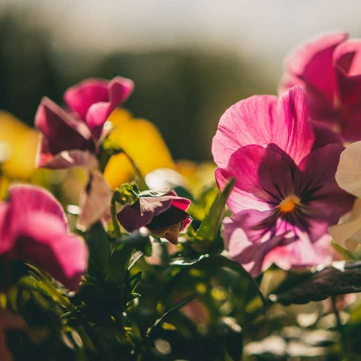 růžový květ v objektivu s posunem náklonu online puzzle