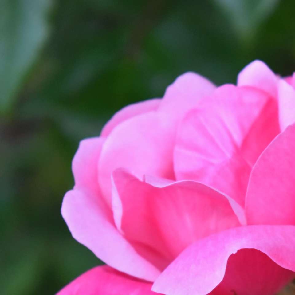 rosa blomma i makroskott glidande pussel online