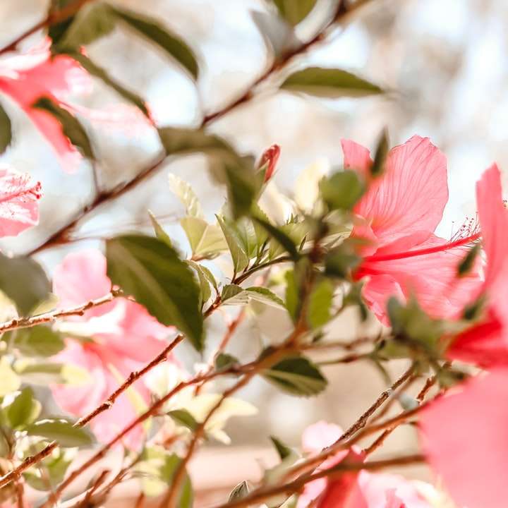 rosa Blume in Tilt-Shift-Linse Schiebepuzzle online