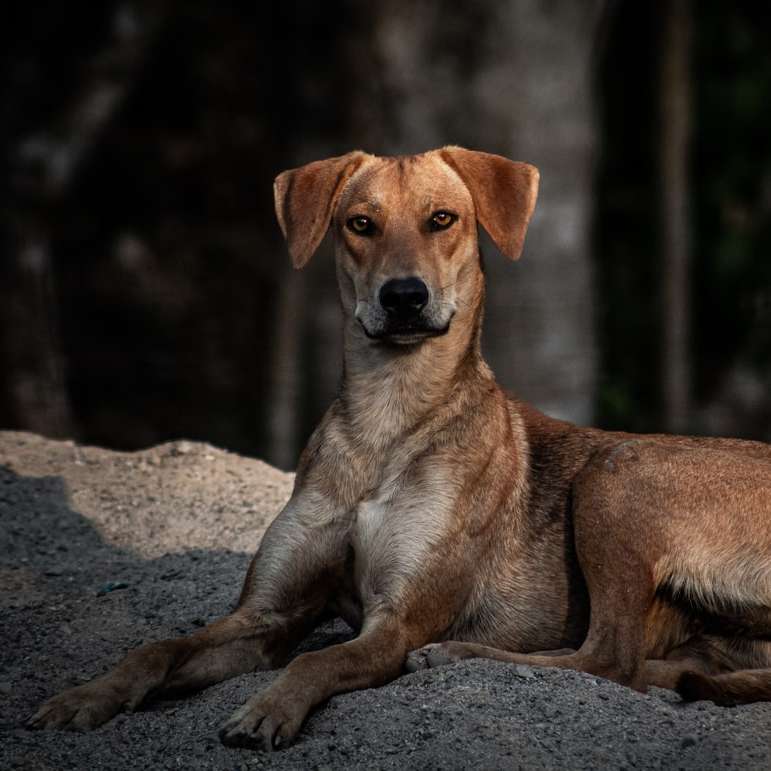 昼間に灰色の岩の上に座っている茶色の短いコーティングされた犬 スライディングパズル・オンライン