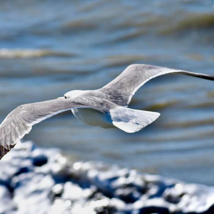 білий і сірий птах летить над морем онлайн пазл