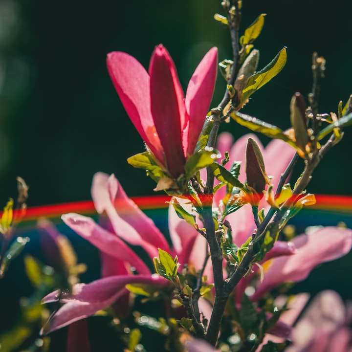 roze en gele bloem in tilt shift lens schuifpuzzel online