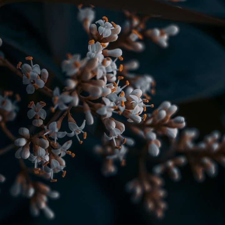 white flowers in tilt shift lens sliding puzzle online