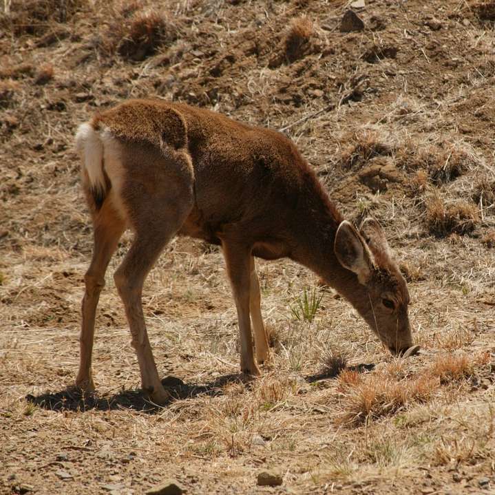 cervo marrom em campo de grama marrom durante o dia puzzle online