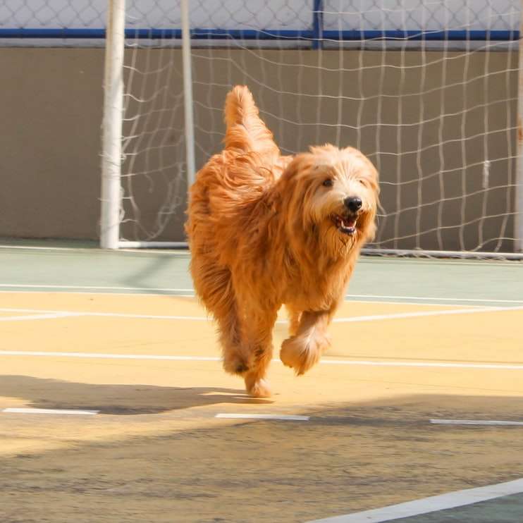 καφέ μακριά ντυμένα σκυλί που τρέχει σε γκρι τσιμεντένιο δρόμο συρόμενο παζλ online