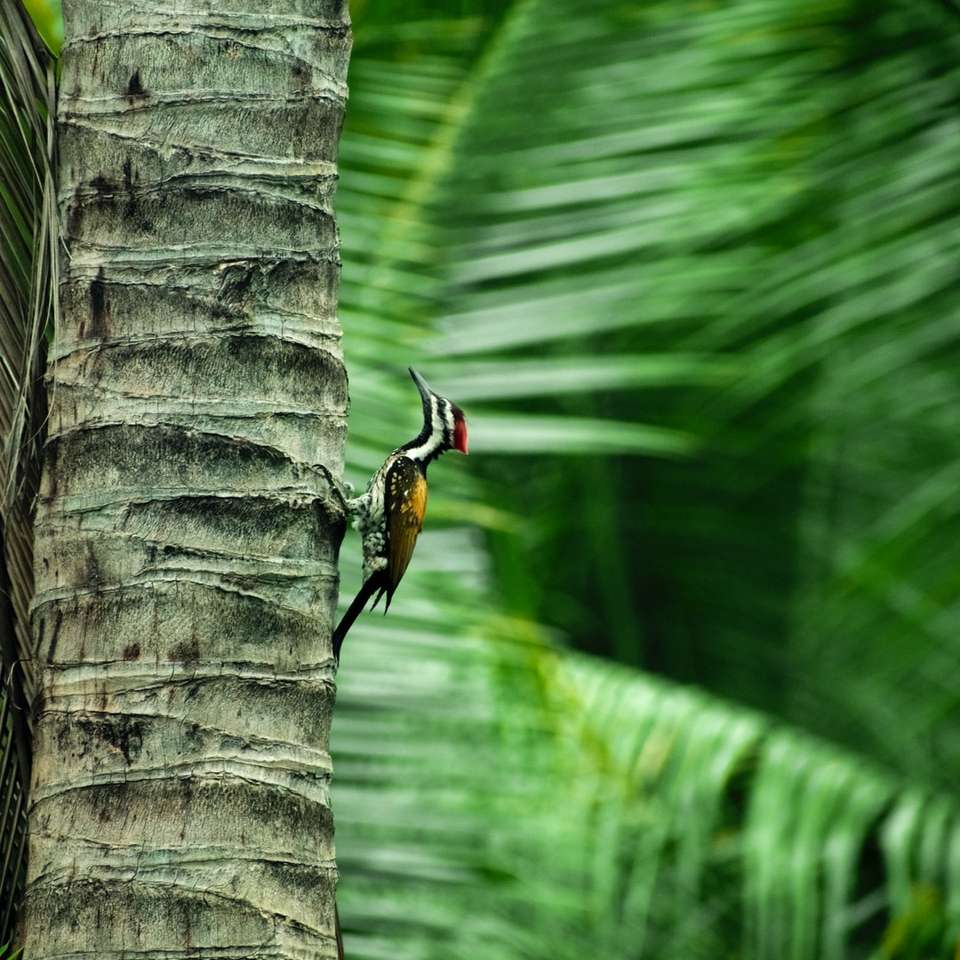 коричневий птах на стовбурі дерева онлайн пазл