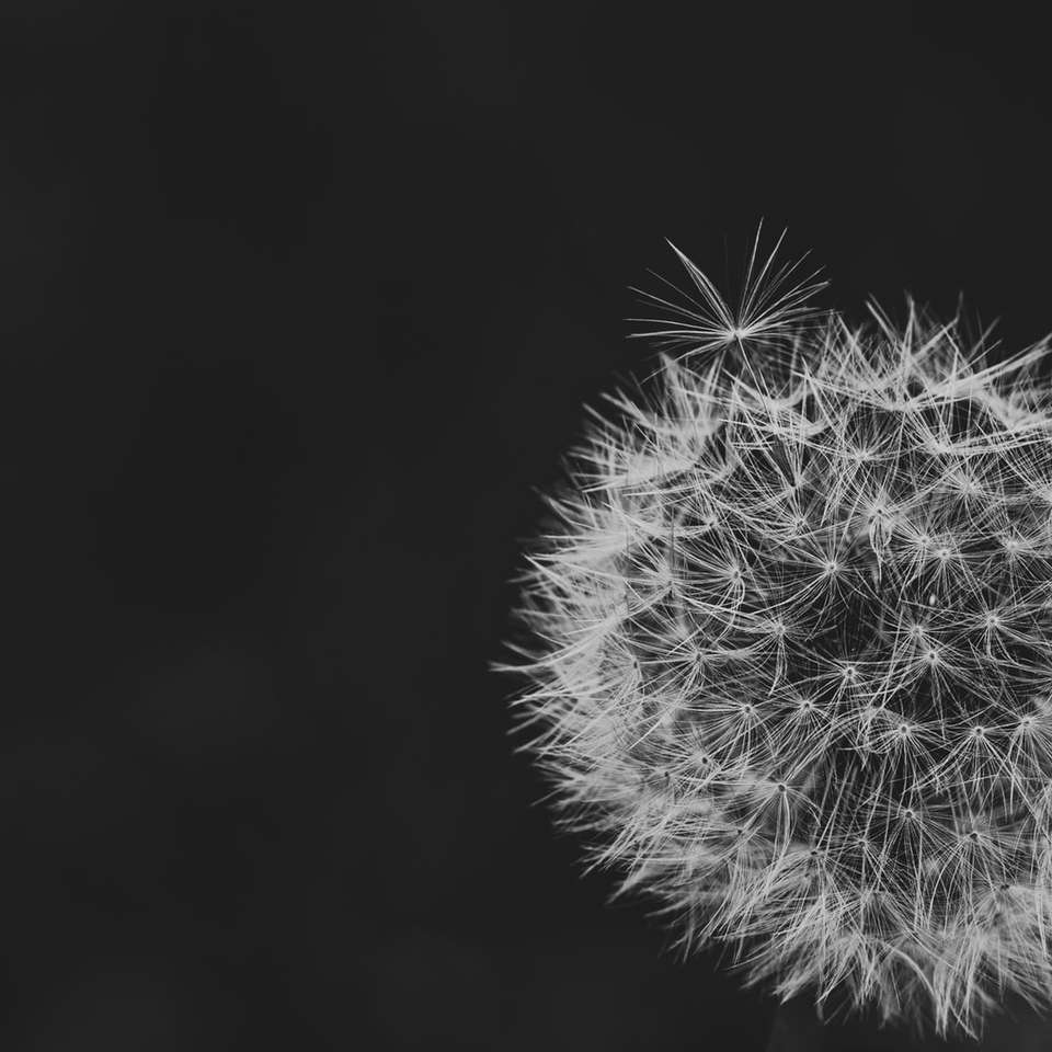 white dandelion in black background online puzzle