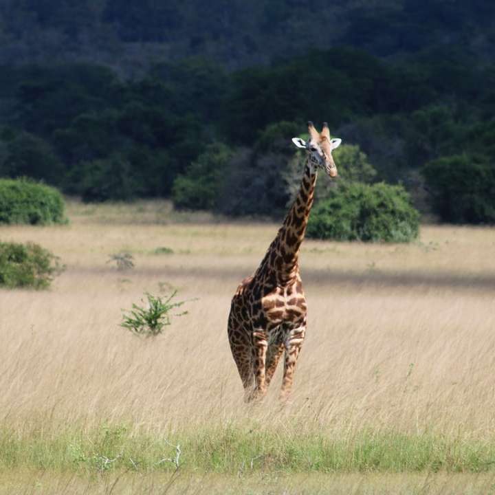 żyrafa na brązowym polu trawy w ciągu dnia puzzle przesuwne online