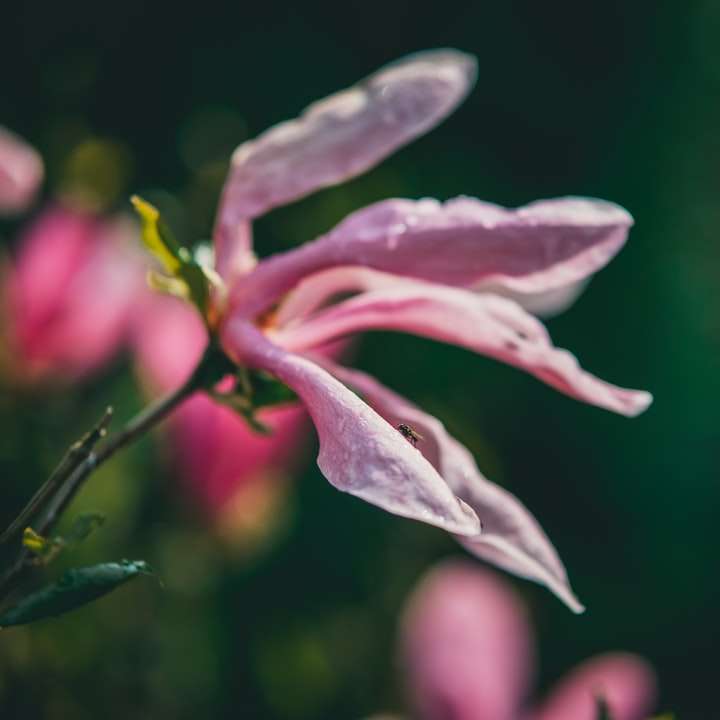 fioletowy kwiat w soczewce z funkcją tilt shift puzzle online
