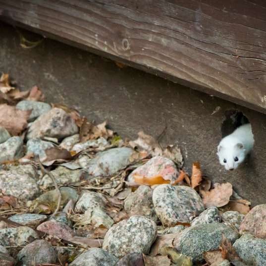 roedor blanco sobre rocas grises puzzle deslizante online