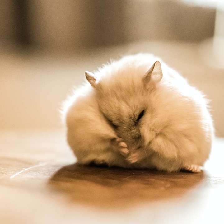 bílá dlouhá srst kočka na hnědý dřevěný stůl online puzzle