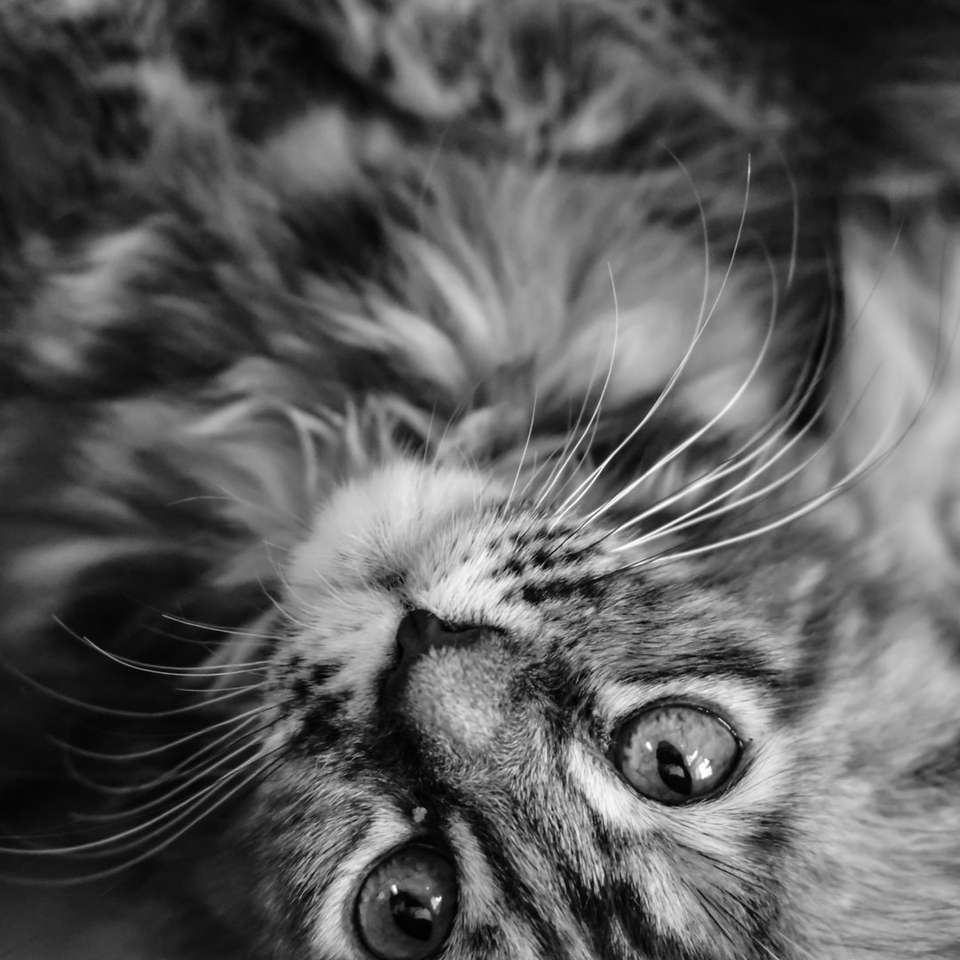 gråskalefoto av tabby cat glidande pussel online
