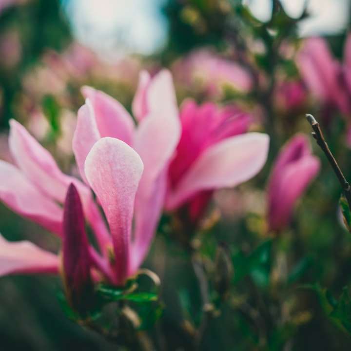 ροζ λουλούδι σε φακό μετατόπισης κλίσης συρόμενο παζλ online