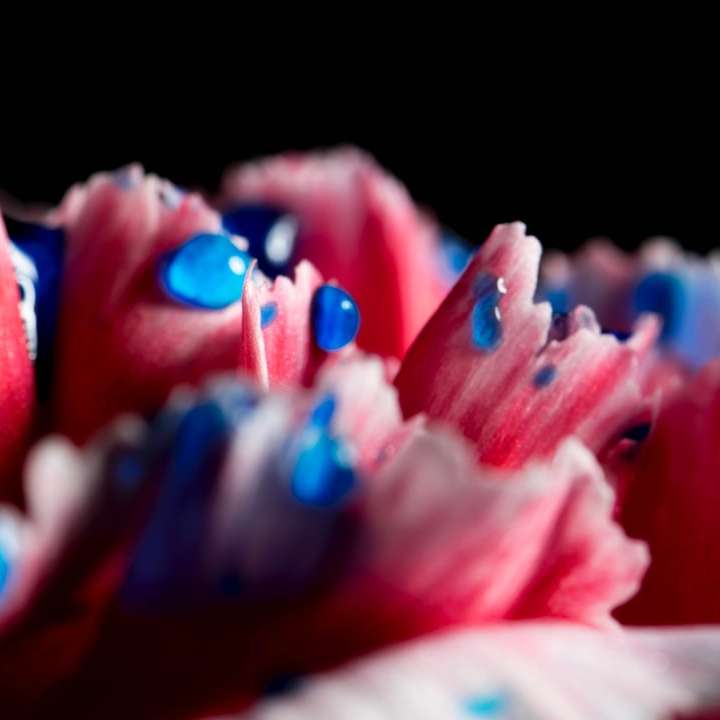 розови и сини венчелистчета на черен фон онлайн пъзел