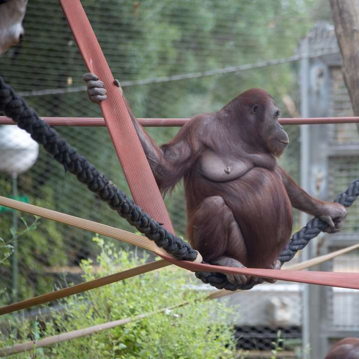 昼間の茶色のロープに茶色の猿 スライディングパズル・オンライン
