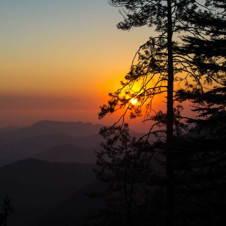 silhuett av träd under solnedgången glidande pussel online
