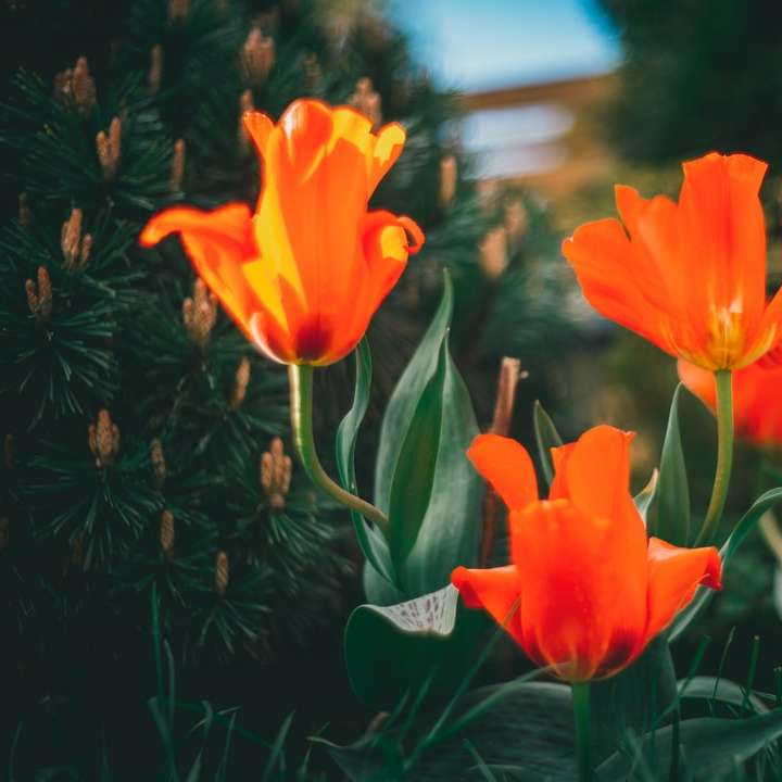 narancssárga virágok a zöld füvön nappal csúszó puzzle online
