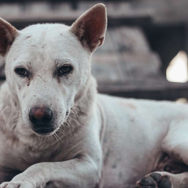 Perro de pelo corto blanco acostado sobre un piso de madera marrón rompecabezas en línea