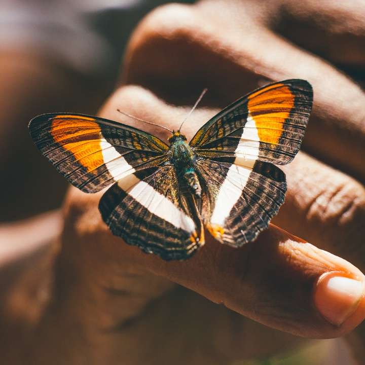 bruine en zwarte vlinder op de hand van de persoon schuifpuzzel online