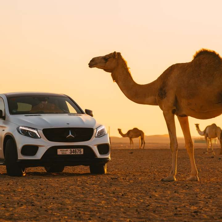 Camelo no carro branco durante o dia puzzle deslizante online