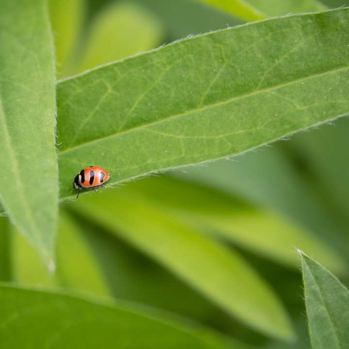 orange and black ladybug on green leaf online puzzle