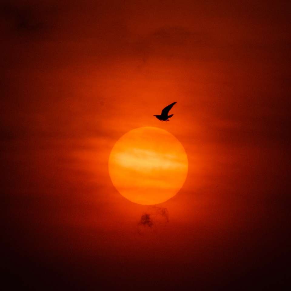 Sylwetka ptaka latające podczas zachodu słońca puzzle przesuwne online