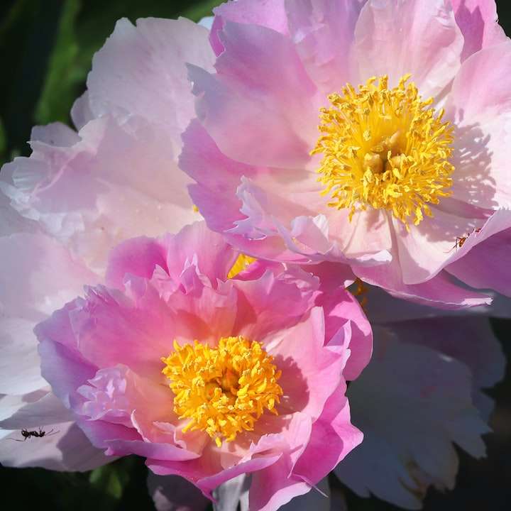 flor rosa e amarela em fotografia de perto puzzle online
