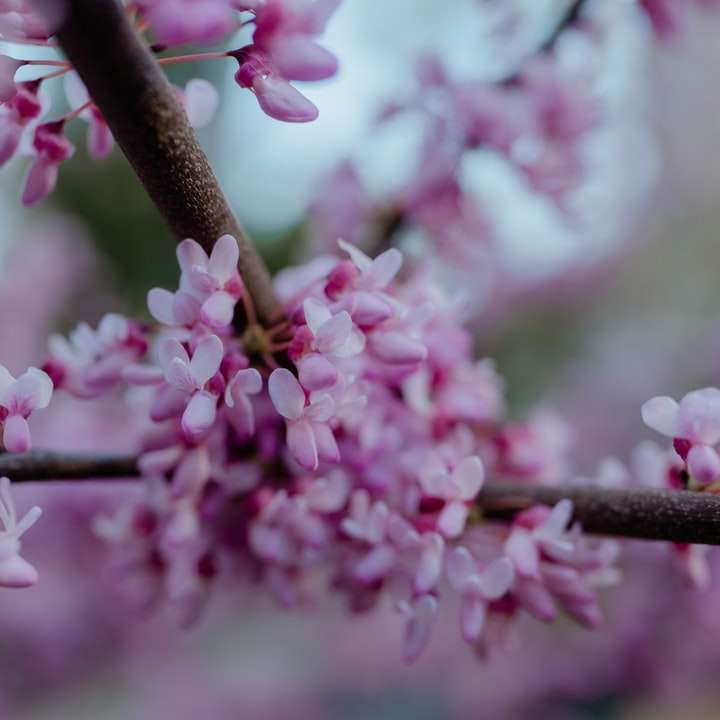 roze kersenbloesem in close-up fotografie online puzzel