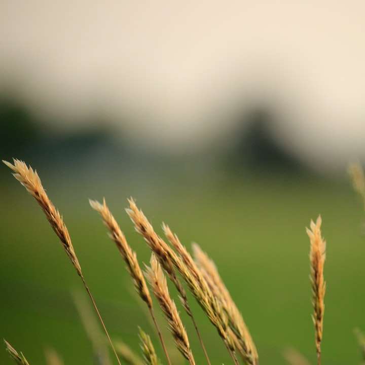 Коричневая пшеница в фотографии крупным планом раздвижная головоломка онлайн