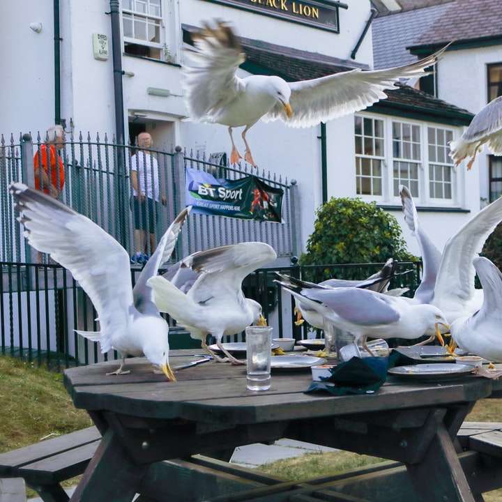 pássaros brancos e cinzentos na mesa de madeira marrom puzzle online