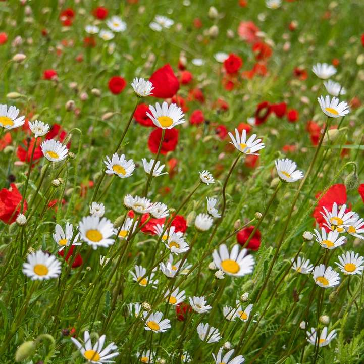 fiori rossi e bianchi che sbocciano durante il giorno puzzle scorrevole online