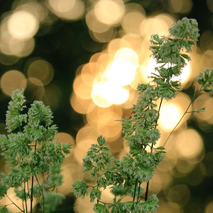 зеленое растение в боке фотографии онлайн-пазл