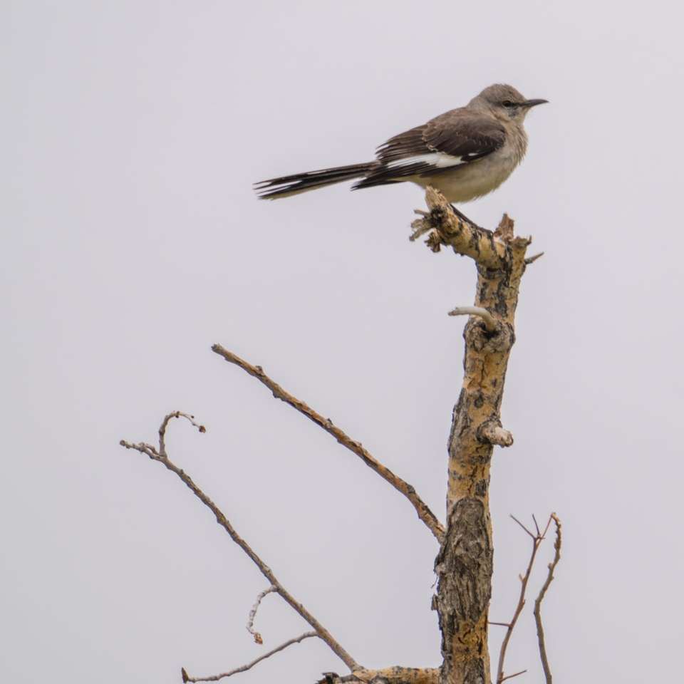 Grå och vit fågel på brun trädgren Pussel online