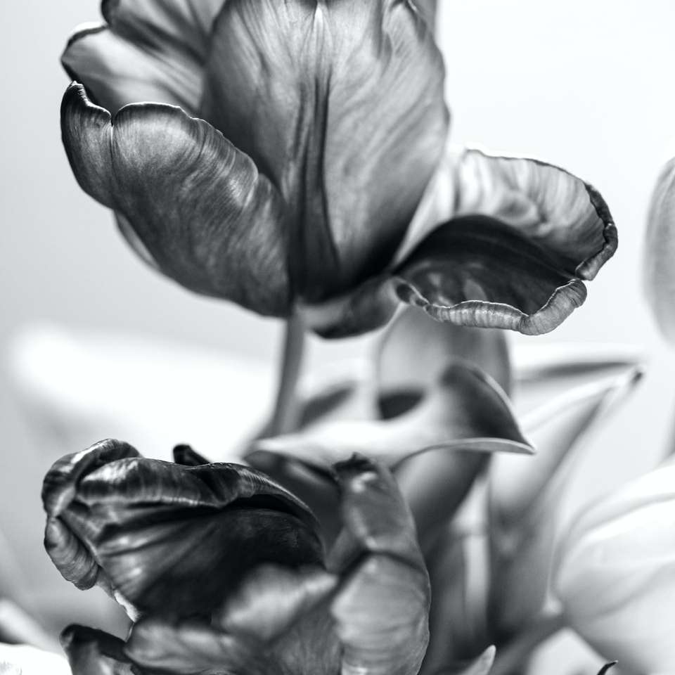 fotografie în tonuri de gri cu flori alunecare puzzle online