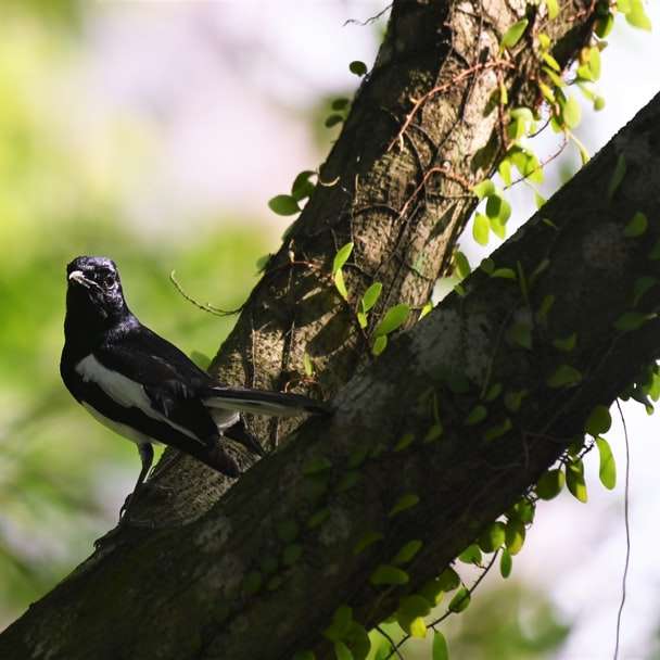 svartvit fågel på trädgren Pussel online