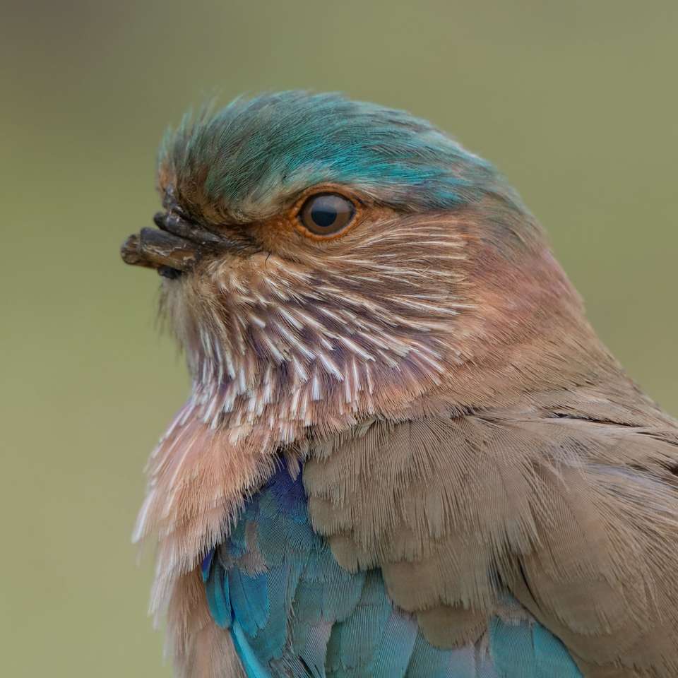 Сине-коричневая птица в фотографии крупным планом раздвижная головоломка онлайн