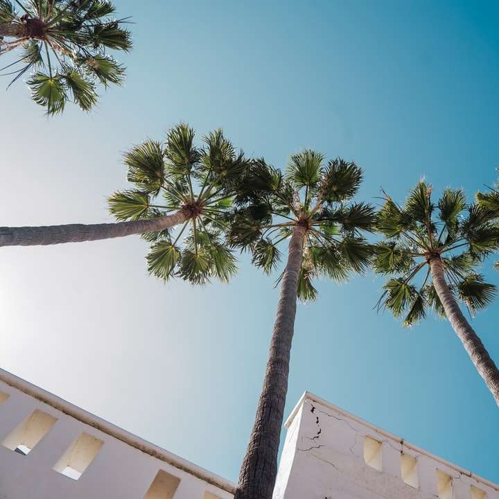 zielona palma pod błękitnym niebem w ciągu dnia puzzle online