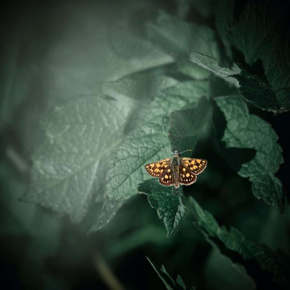 brązowy i czarny motyl na zielonym liściu puzzle online