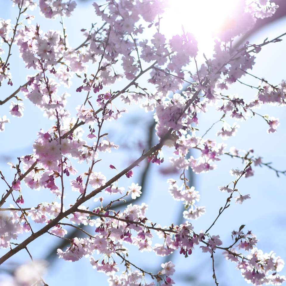 árbol de flor de cerezo rosa durante el día rompecabezas en línea