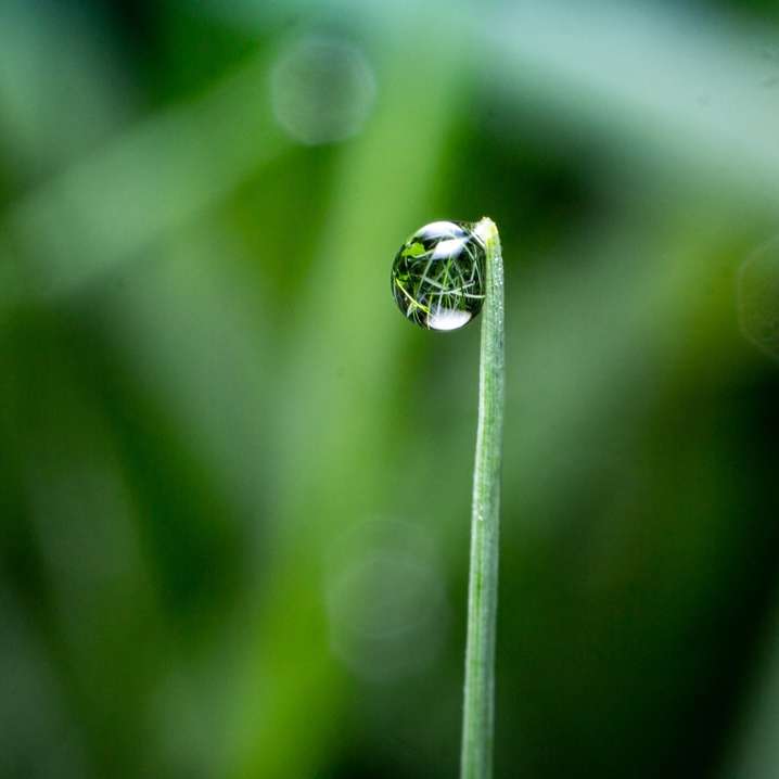 νερό δροσιά σε πράσινο φύλλο συρόμενο παζλ online