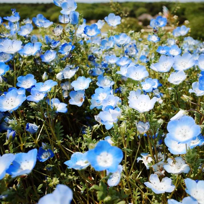niebieskie kwiaty z zielonymi liśćmi puzzle online