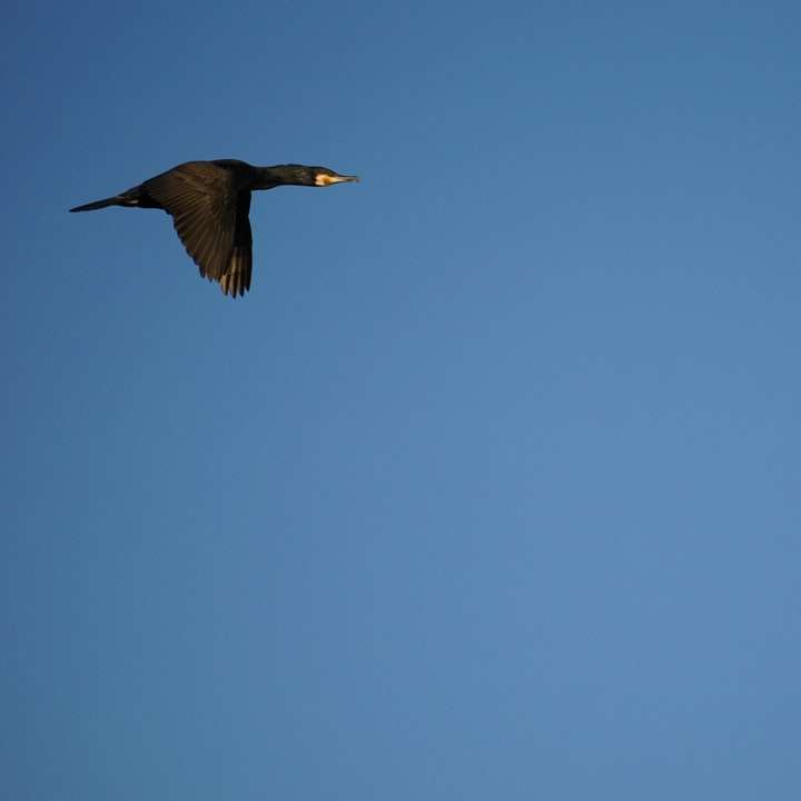 черна птица, летяща под синьото небе през деня онлайн пъзел