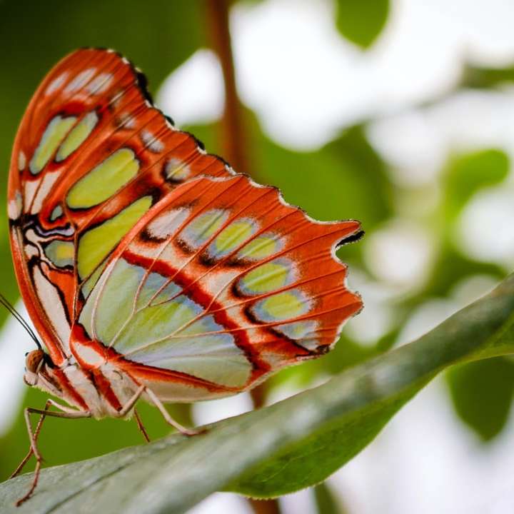 oranžový a černý motýl posazený na zeleném listu posuvné puzzle online