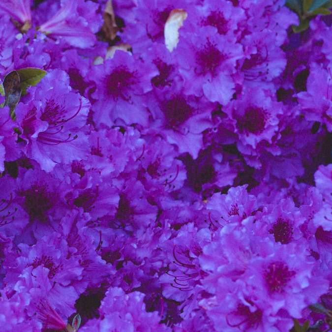 фиолетовое и белое цветочное поле онлайн-пазл