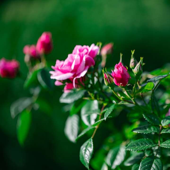 flor rosa em lente tilt shift puzzle online