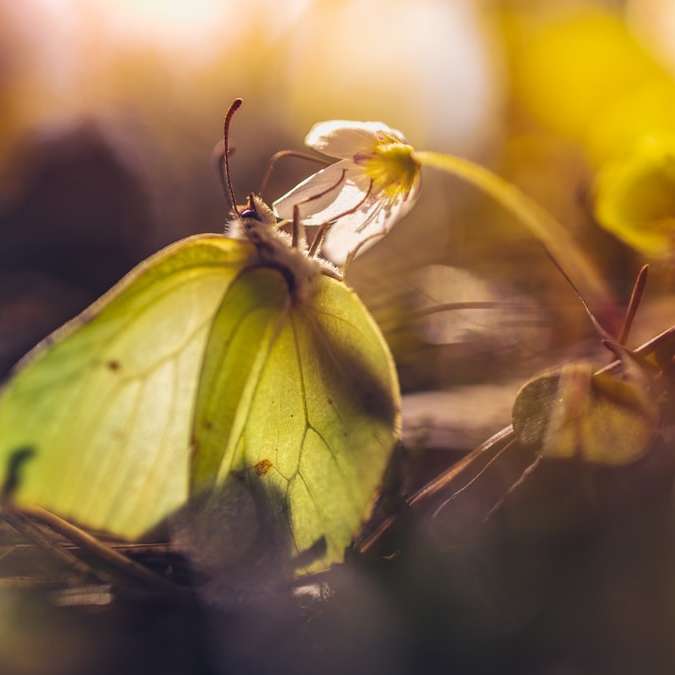farfalla gialla appollaiata su una foglia marrone puzzle scorrevole online