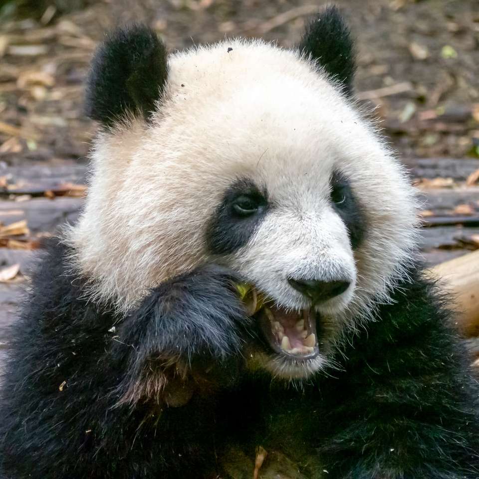 schwarzer und weißer Panda auf braunem Ast tagsüber Online-Puzzle