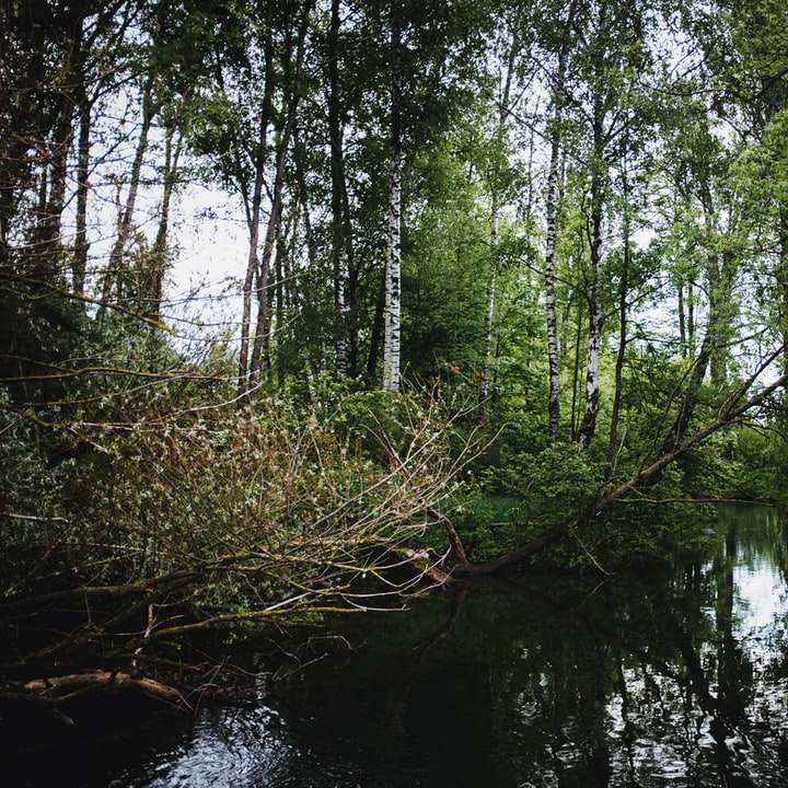 зелени дървета до реката през деня онлайн пъзел